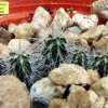 Cleistocactus _baumannii _07